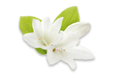 white lily